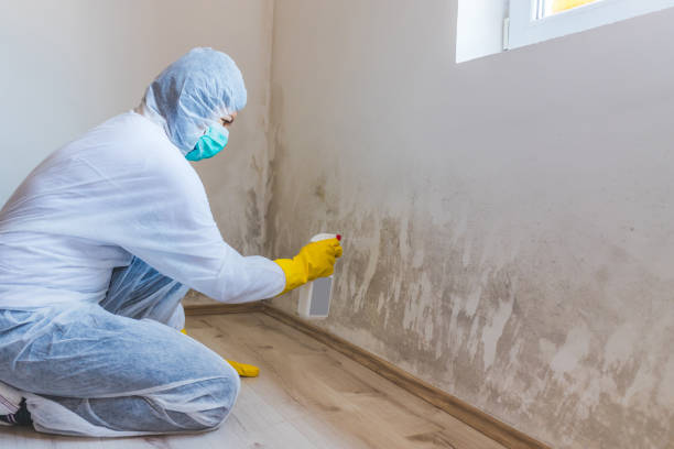 Licensed Basement Mold Remediation service in Concord, MA - Car Mold Remediation
