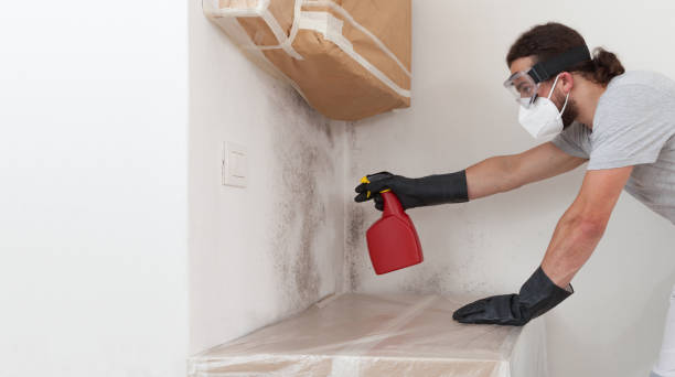 Professional Basement Mold Remediation technician working in Concord, MA