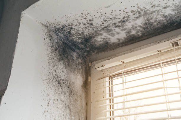 Affordable Basement Mold Remediation solutions in Concord, MA